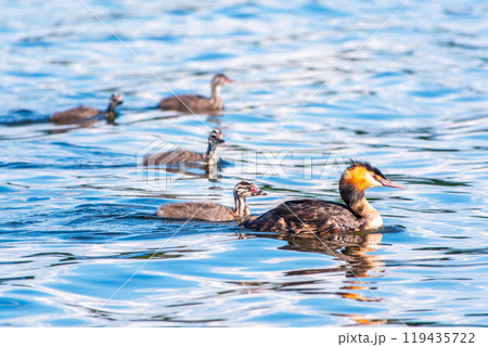 The waterfowl bird, great crested grebe with chick, swimming in the lake. 119435722