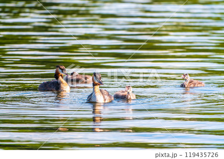 The waterfowl bird, great crested grebe with chick, swimming in the lake. 119435726