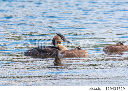 The waterfowl bird, great crested grebe with chick, swimming in the lake. The waterfowl bird, great crested grebe with chick, swimming in the lake. 119435729
