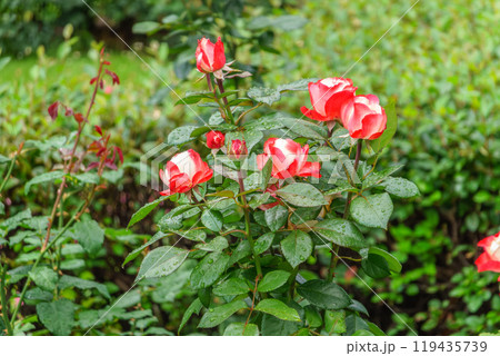 Red and white bicolored rose flowers with raindrops close-up on a green blurred background. Red and white bicolored rose flowers with raindrops close-up on a green blurred background. 119435739
