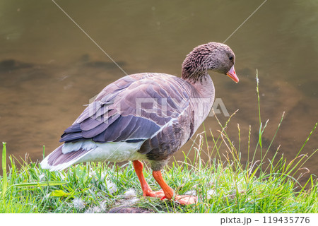 Greater White-fronted Goose (Anser albifrons) standing on the green shore of the pond. 119435776