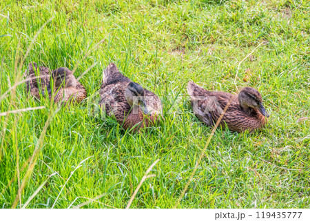 Three mallard ducks sits on the green shore of a pond. 119435777