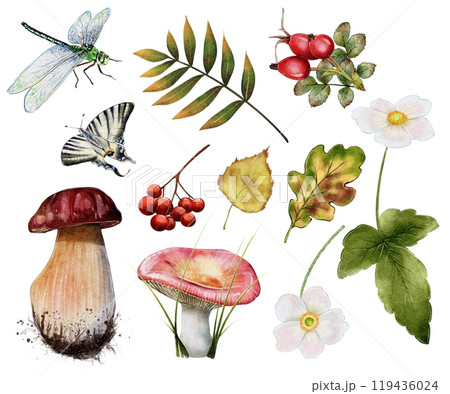 Autumn set of Mushrooms, leaves, flowers, berries, butterflies and dragonflies 119436024
