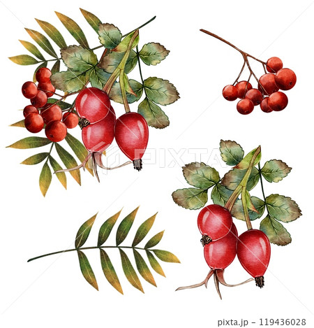 Autumn set of rose hips and mountain ash 119436028