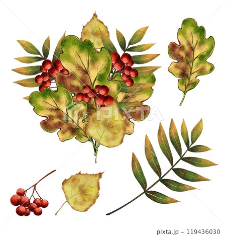 Autumn composition, set, bouquet of leaves and red rowan berries 119436030