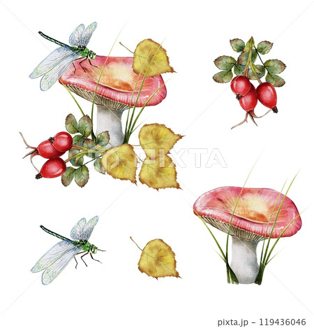 Autumn composition, set of mushroom, rosehip, dragonfly and leaves Autumn composition, set of mushroom, rosehip, dragonfly and leaves 119436046