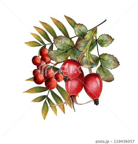 Autumn composition rose hips and mountain ash 119436057