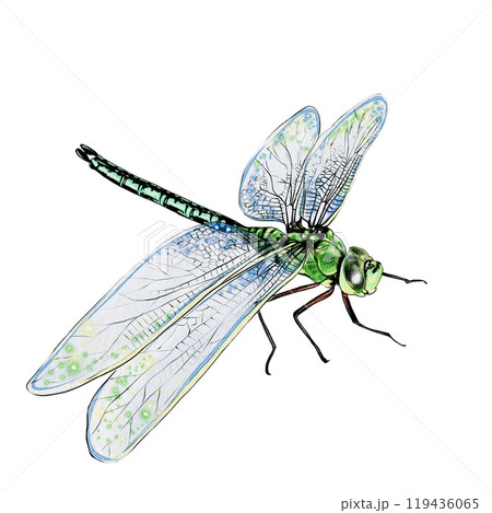 Dragonfly ,watercolor illustration 119436065