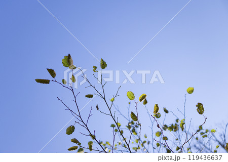 枯れ木と青空 119436637