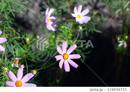 野生化したサフランモドキ 119436715