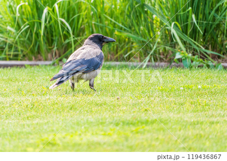 Hooded crow, corvus cornix, standing on the lawn in the spring or summer 119436867
