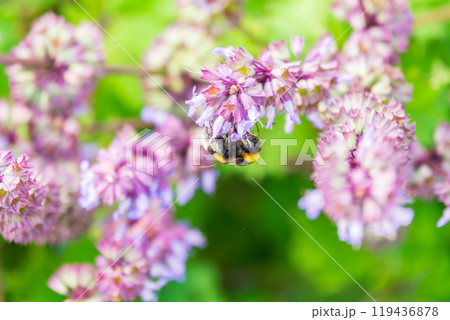 Bumblebee (Bombus hypnorum) is sucking nectar from Salvia flower. 119436878