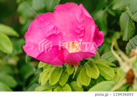 Blooming rosehip flower, beautiful pink flower on a bush branch. Beautiful natural background of blooming greenery. Blooming rosehip flower, beautiful pink flower on a bush branch. Beautiful natural background of blooming greenery. 119436893