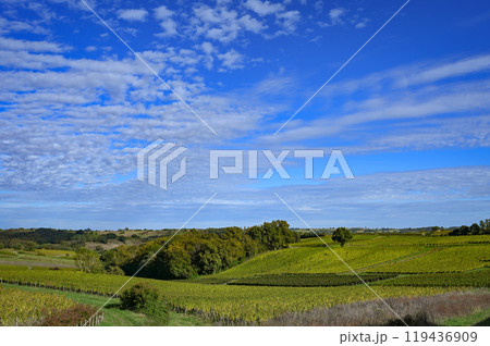 Sunset landscape bordeaux wineyard france, europe Nature Sunset landscape bordeaux wineyard france, europe Nature 119436909