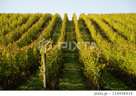 Sunset landscape bordeaux wineyard france, europe Nature 119436914