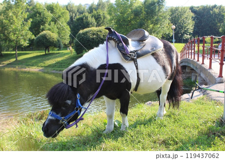 Pony Black and White graze in the park. Cute animals next to a person 119437062