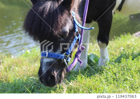 Small Horse Eating Grass close-up. Grazing and walking ruminants Small Horse Eating Grass close-up. Grazing and walking ruminants 119437063