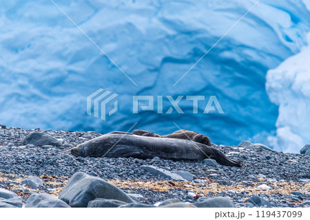 Weddell Seals near Mikkelsen Harbour 119437099