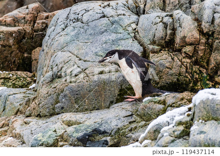 Shinstrap Penguins in the snow Shinstrap Penguins in the snow 119437114