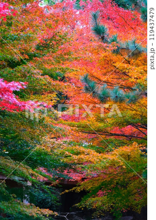 徳川園の紅葉 徳川園の紅葉 119437479