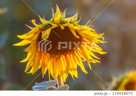 Sunflower field in Southern France Sunflower field in Southern France 119438075