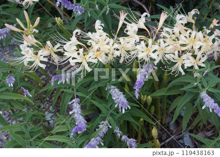 白い彼岸花 119438163