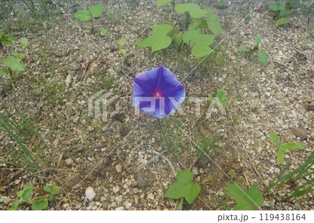 青い朝顔 119438164