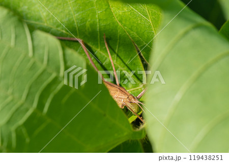 草の間に隠れるセスジツユムシ(褐色型) 草の間に隠れるセスジツユムシ(褐色型) 119438251