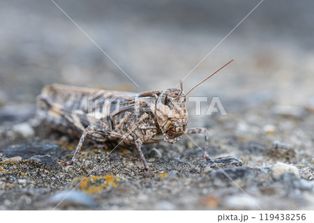 クルマバッタモドキ（褐色型） 119438256