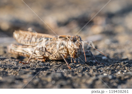 クルマバッタモドキ（褐色型） 119438261