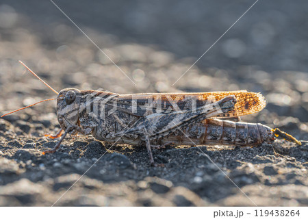 クルマバッタモドキ（褐色型） 119438264