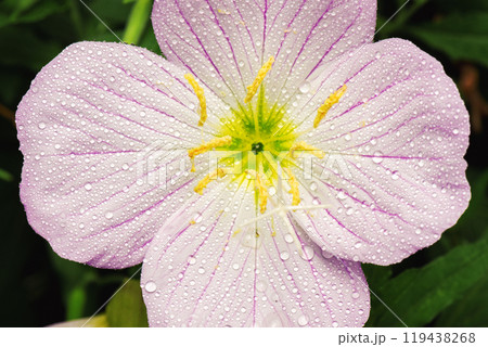 Pinkladies Flower Pinkladies Flower 119438268