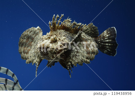 オニオコゼ オコゼ 魚 海水魚 毒魚 虎魚 鬼虎魚 遊離軟条 泳ぐオコゼ オニオコゼ オコゼ 魚 海水魚 毒魚 虎魚 鬼虎魚 遊離軟条 泳ぐオコゼ 119438956
