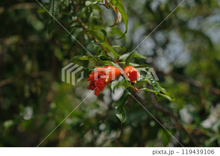 Pomegranate flowers Pomegranate flowers 119439106