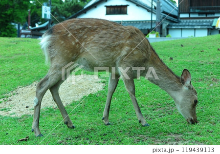草を食んでいる奈良公園の鹿（1頭・右向き・背景無人） 119439113