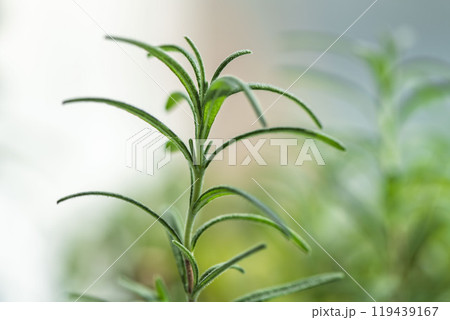 明るい部屋で成長するローズマリーの葉 119439167