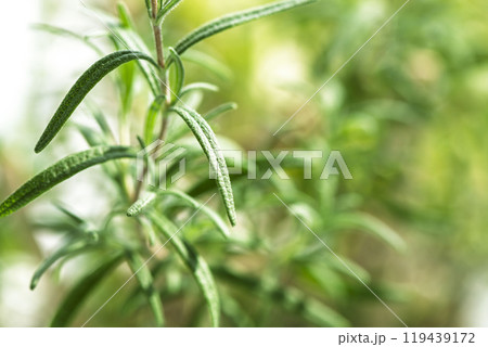 明るい部屋で成長するローズマリーの葉 明るい部屋で成長するローズマリーの葉 119439172