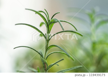 明るい部屋で成長するローズマリーの葉 119439173