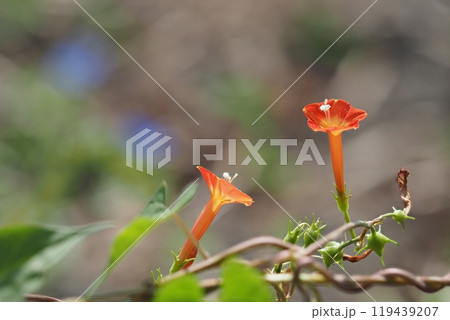 秋に咲くオレンジ色の草の花　マルバルコウソウ 119439207