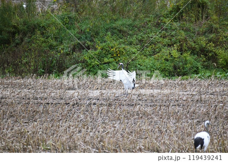道東の風景 119439241