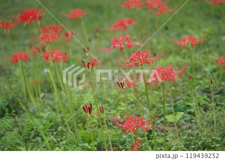 咲き始めのヒガンバナ 119439252