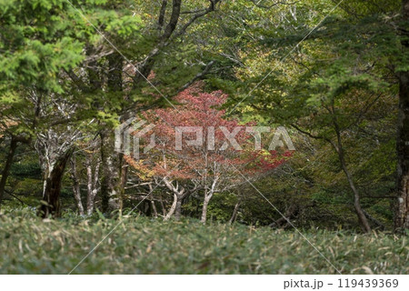 大台ヶ原山で見たシロヤシオの紅葉情景 119439369