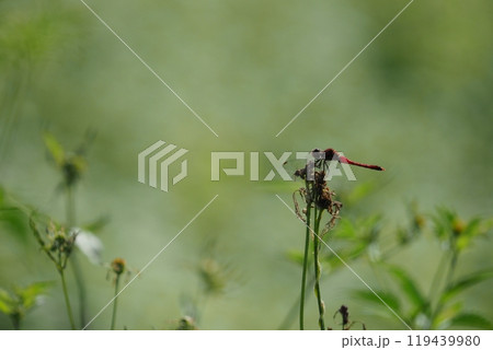 赤とんぼ 119439980