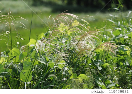 ススキと葛の葉 119439981
