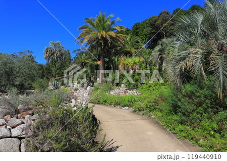 高知県 安芸郡 北川村 マルモッタン ボルディゲラの庭 119440910