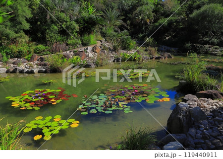高知県 安芸郡 北川村 マルモッタン ボルディゲラの庭 高知県 安芸郡 北川村 マルモッタン ボルディゲラの庭 119440911
