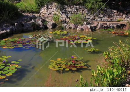 高知県 安芸郡 北川村 マルモッタン ボルディゲラの庭 高知県 安芸郡 北川村 マルモッタン ボルディゲラの庭 119440915