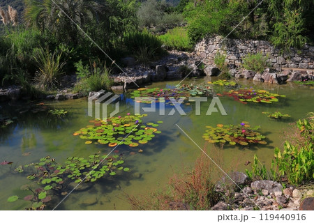 高知県 安芸郡 北川村 マルモッタン ボルディゲラの庭 119440916