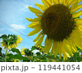 元気なひまわり 119441054