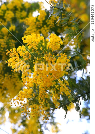 黄色いポンポン状の花・ミモザ 119441078
